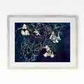 Where Moonlight Weaves and Flowers Listen - Unframed Giclée Print Unframed
